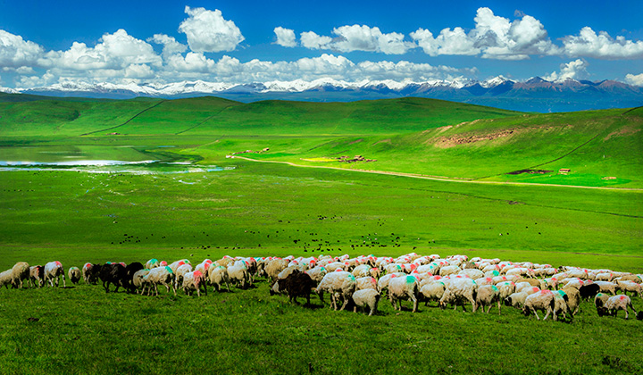 青海大草原